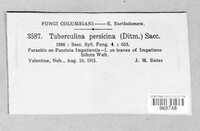 Tuberculina persicina image